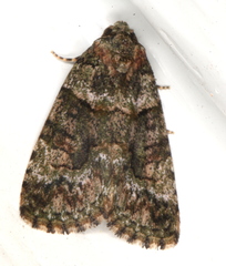 Pherechoa crypsichlora