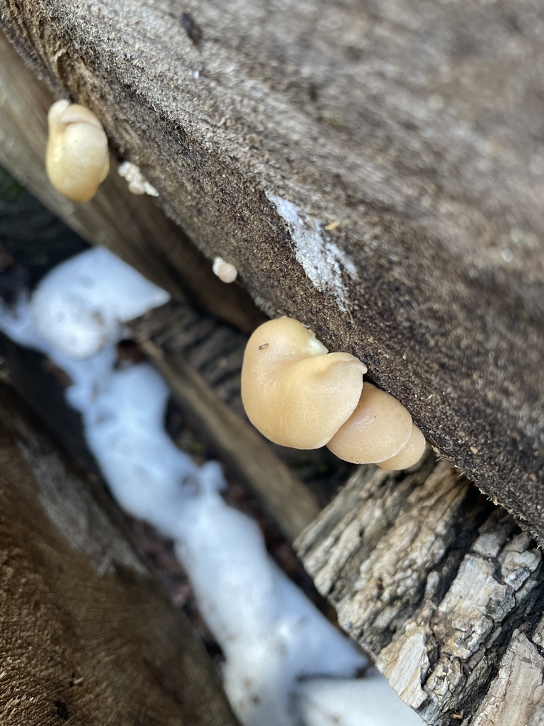 Pleurotus ostreatus · February 2026 · photo: © irabike (iNaturalist, cc0)