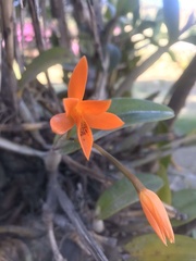 Guarianthe aurantiaca