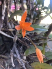 Guarianthe aurantiaca