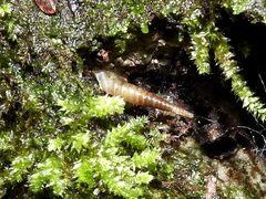 Brachypodella subtilis