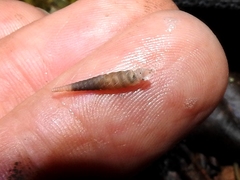 Brachypodella subtilis