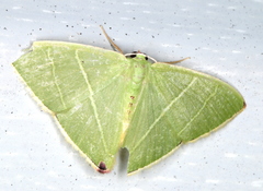 Urolitha bipunctifera