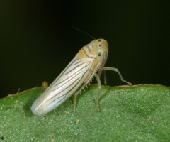Plesiommata