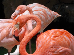 Phoenicopteridae