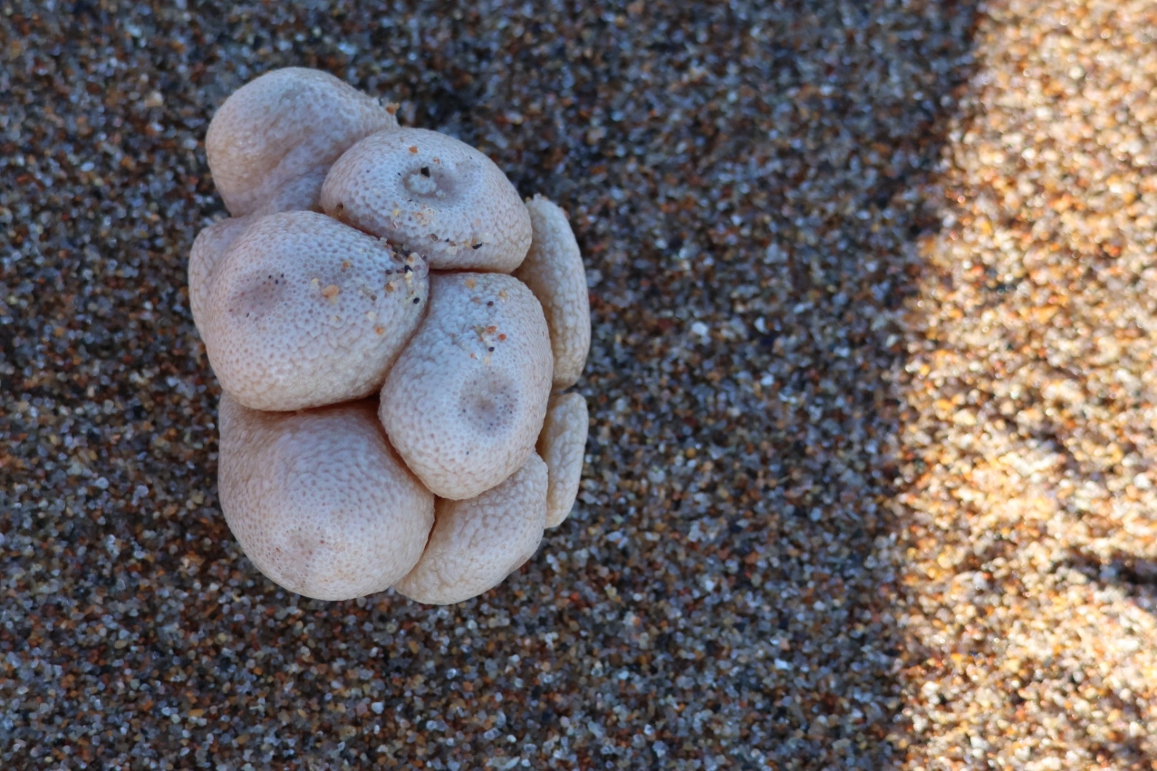 Alcyonium digitatum Linnaeus, 1758