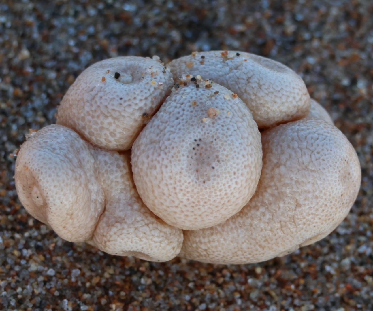 Alcyonium digitatum Linnaeus, 1758