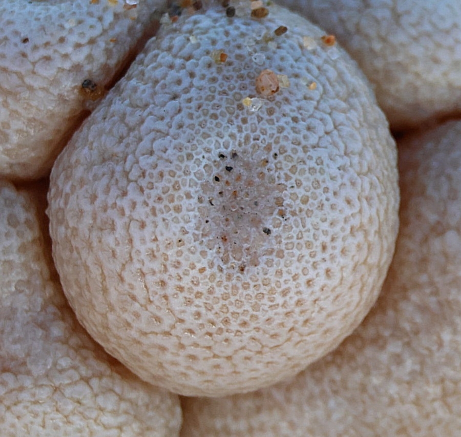 Alcyonium digitatum Linnaeus, 1758
