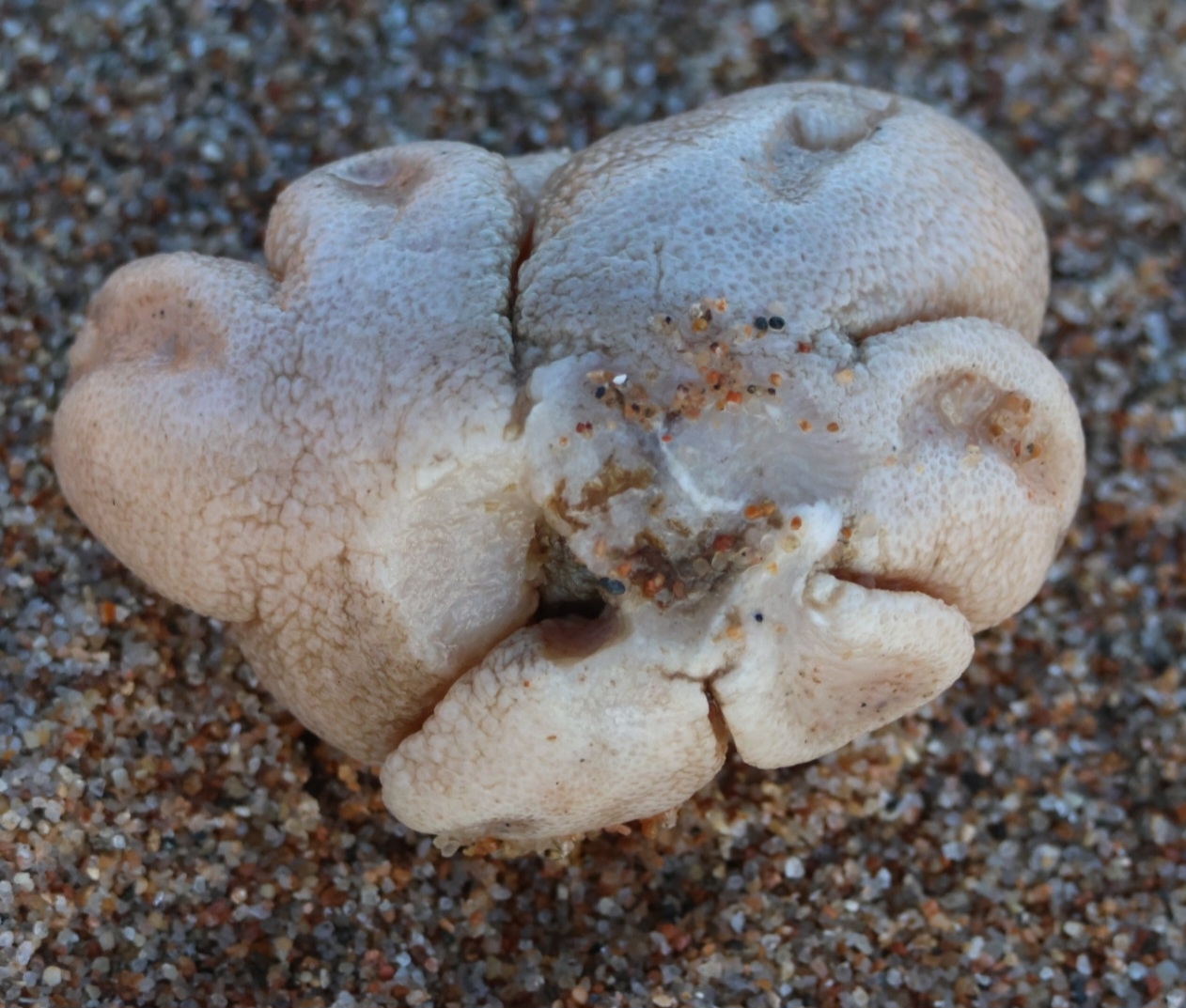 Alcyonium digitatum Linnaeus, 1758