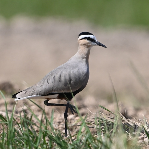 Avefría sociable (Vanellus gregarius)