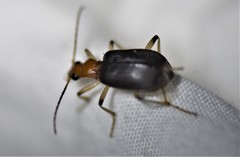 Brachinus adustipennis