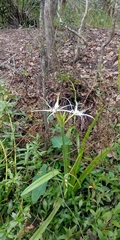 Hymenocallis liriosme