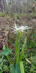Hymenocallis liriosme