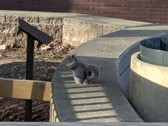 Sciurus carolinensis
