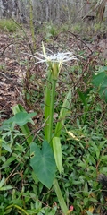 Hymenocallis liriosme
