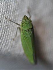 Draeculacephala inscripta