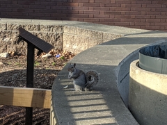 Sciurus carolinensis