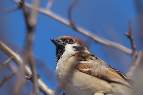 Gorrión molinero (Passer montanus)