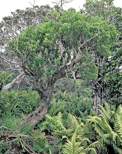 Dubautia reticulata