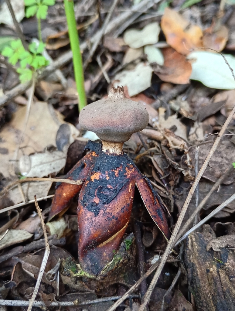 Geastrum fornicatum