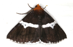 Buzara frontinus