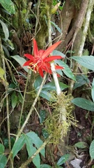Passiflora vitifolia image