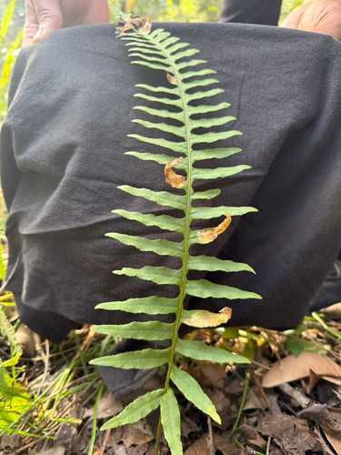 Polypodium plesiosorum observed 2026-02-22