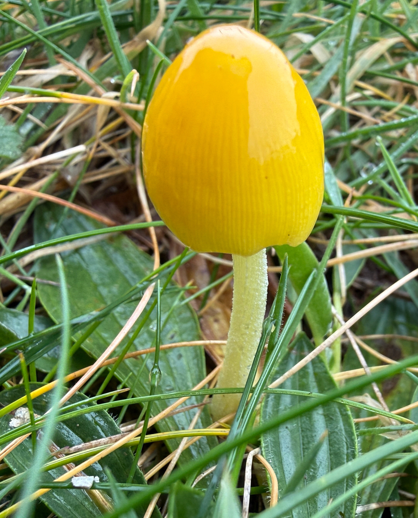 Bolbitius titubans · February 2026 · photo: © simoncolenutt (iNaturalist, cc-by)