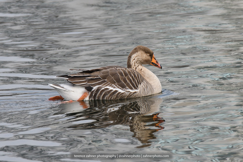 Greylag × Swan Goose