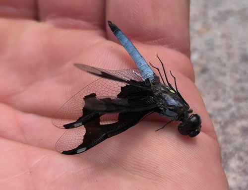 Portia Widow