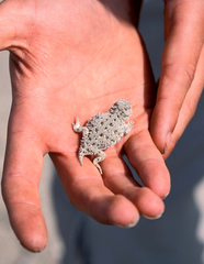 Phrynosoma douglasii