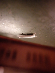 Stegommata sulfuratella