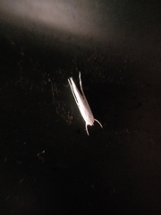 Stegommata sulfuratella