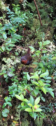 Chucao Tapaculo (Scelorchilus rubecula), photo 6