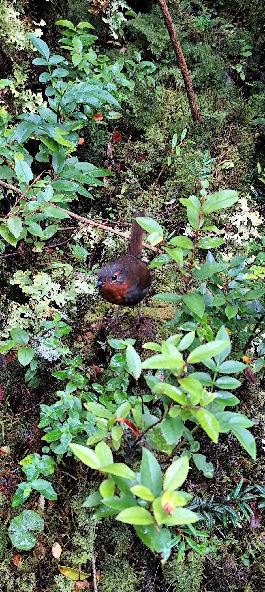 Chucao Tapaculo (Scelorchilus rubecula), photo 10