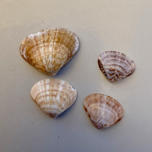 Tivela delessertii, 2026-02-22