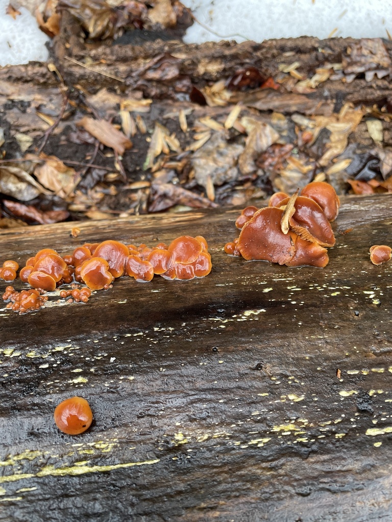 Flammulina velutipes · February 2026 · photo: © irabike (iNaturalist, cc0)