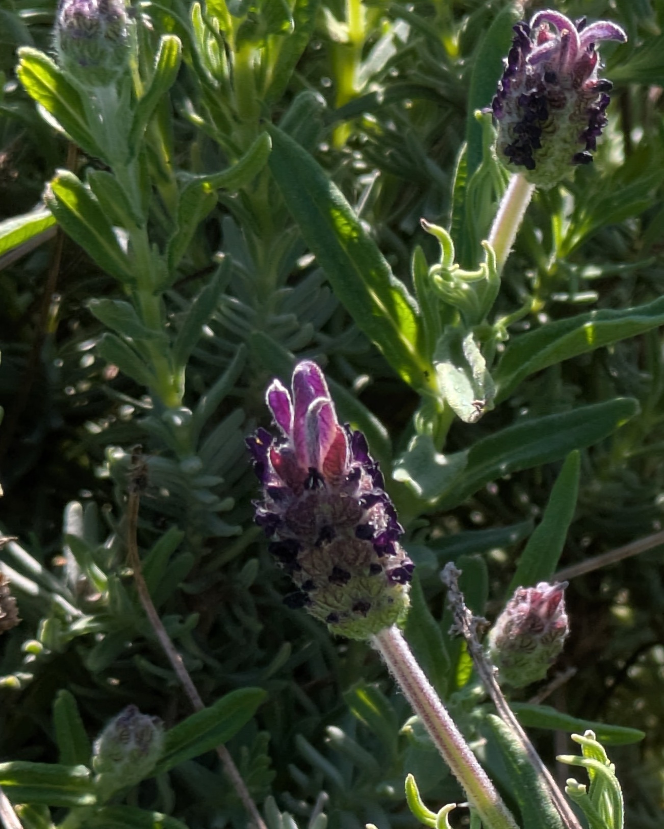 Imagem de Lavanda