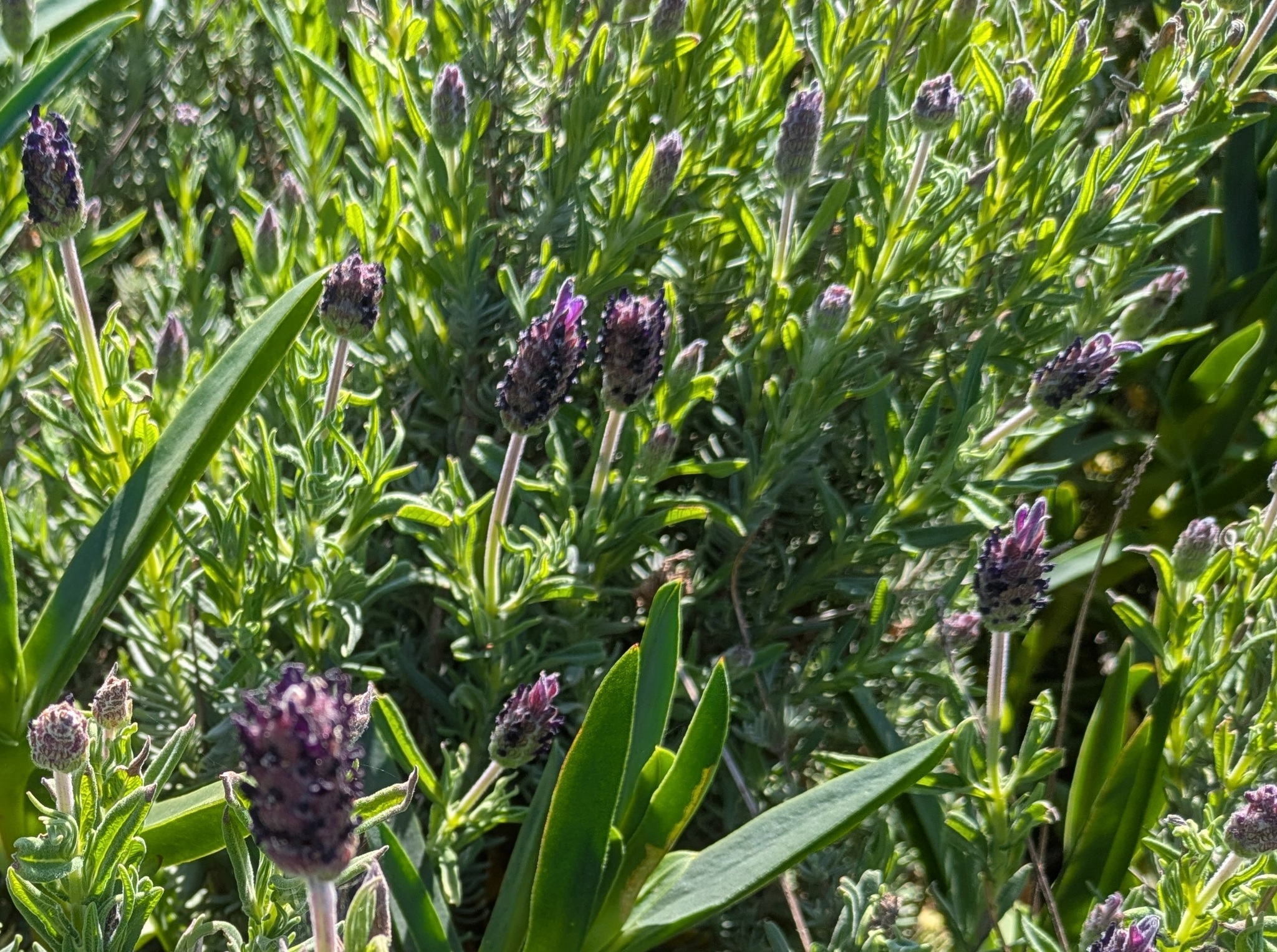 Imagem de Lavanda