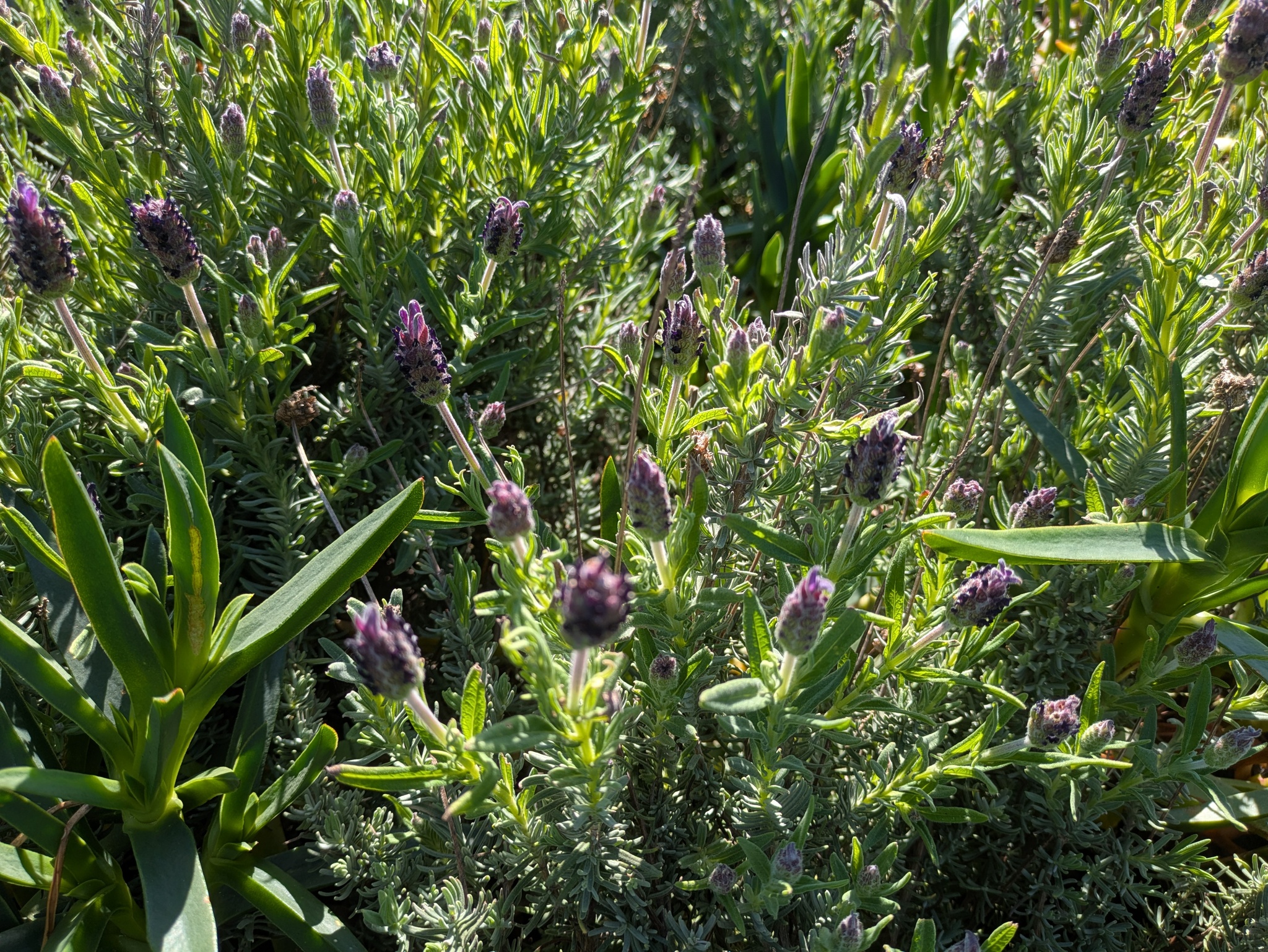 Imagem de Lavanda