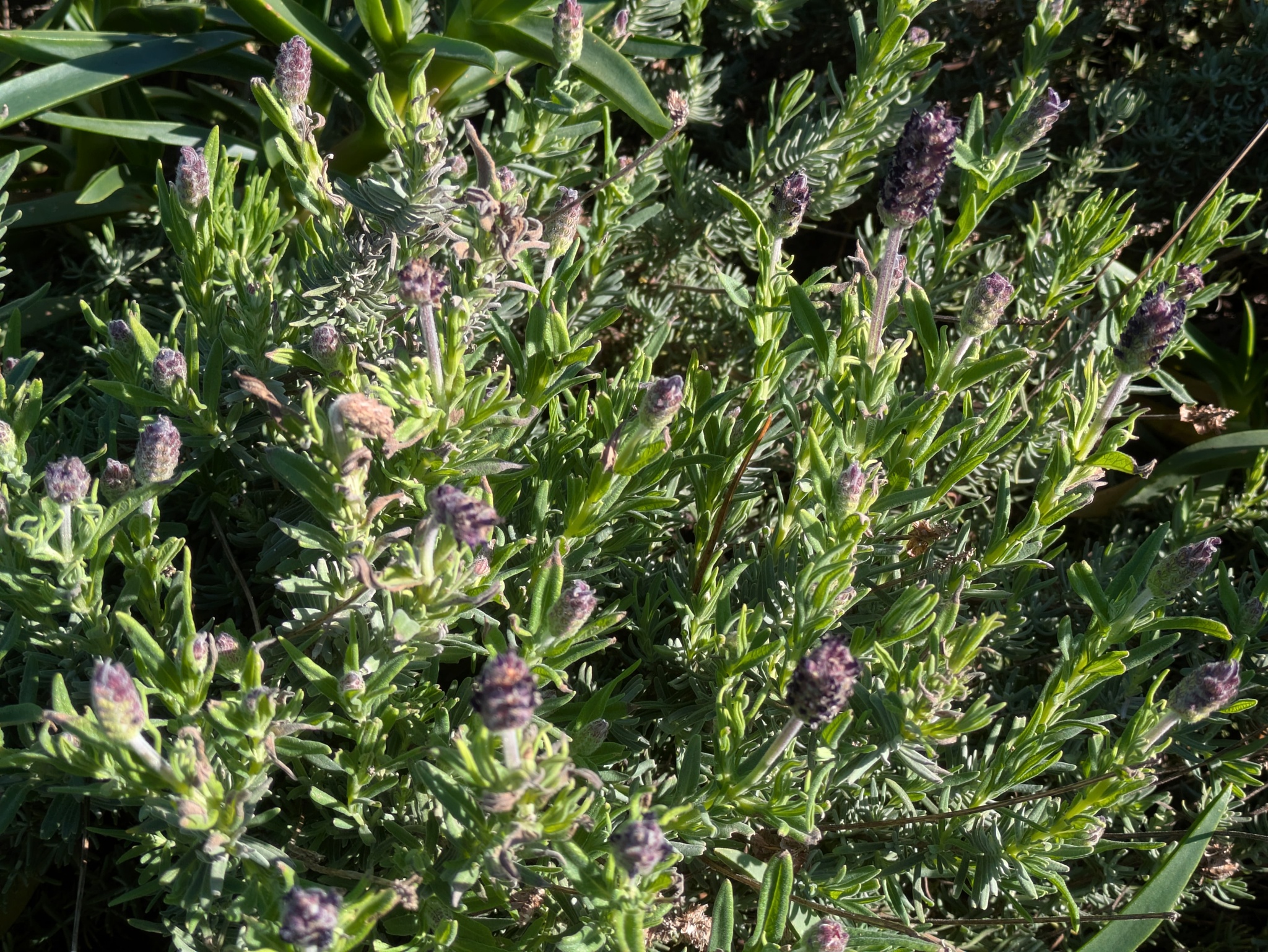 Imagem de Lavanda