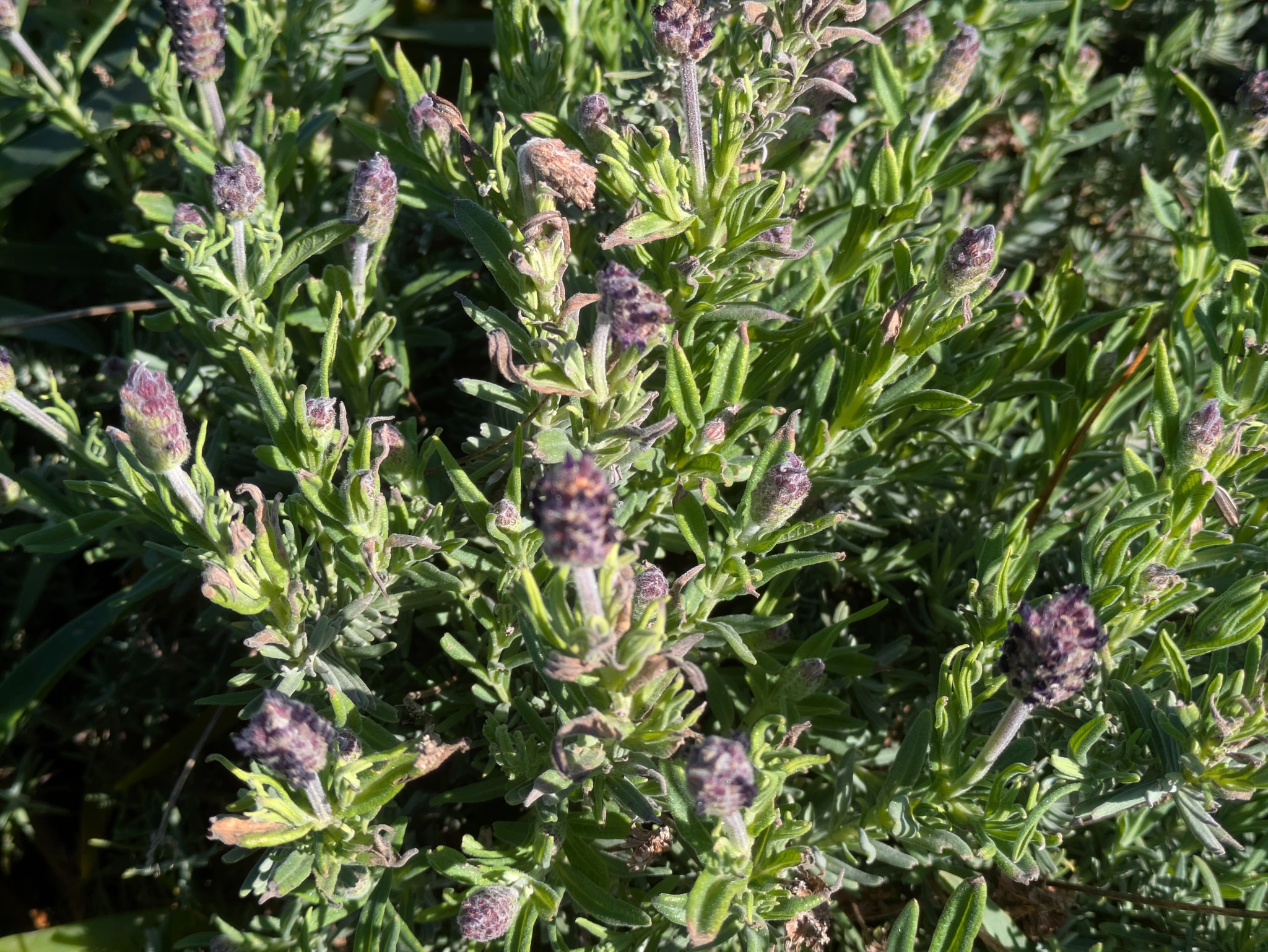 Imagem de Lavanda