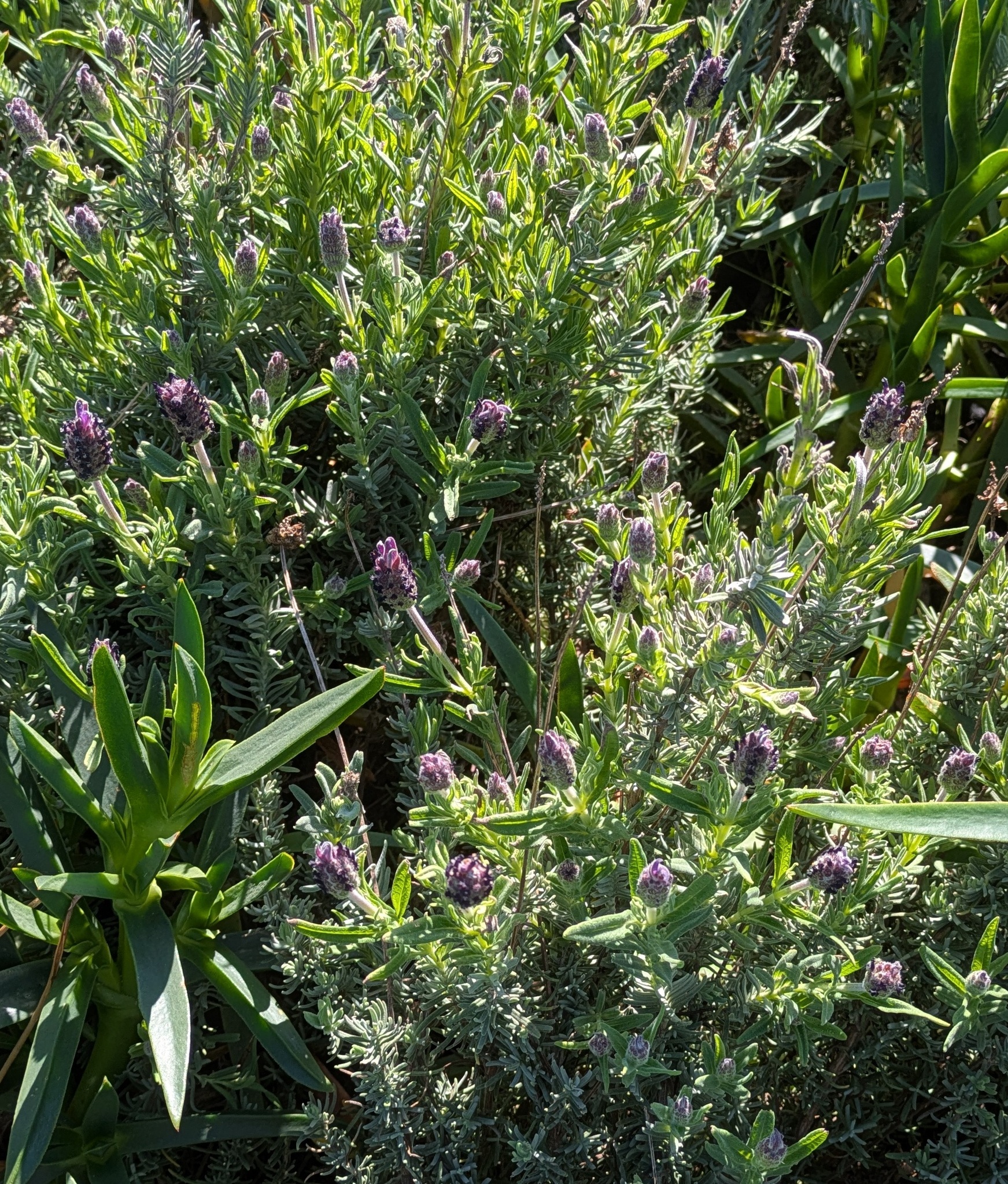 Imagem de Lavanda