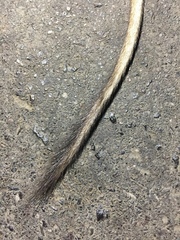 Tatera indica