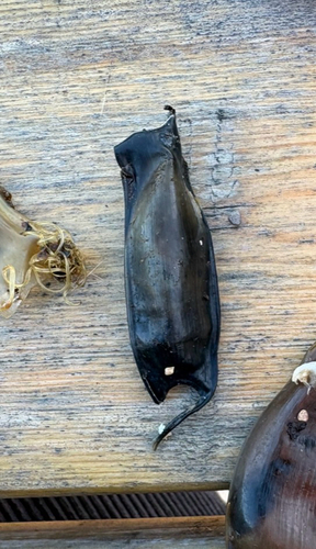Scyliorhinus canicula