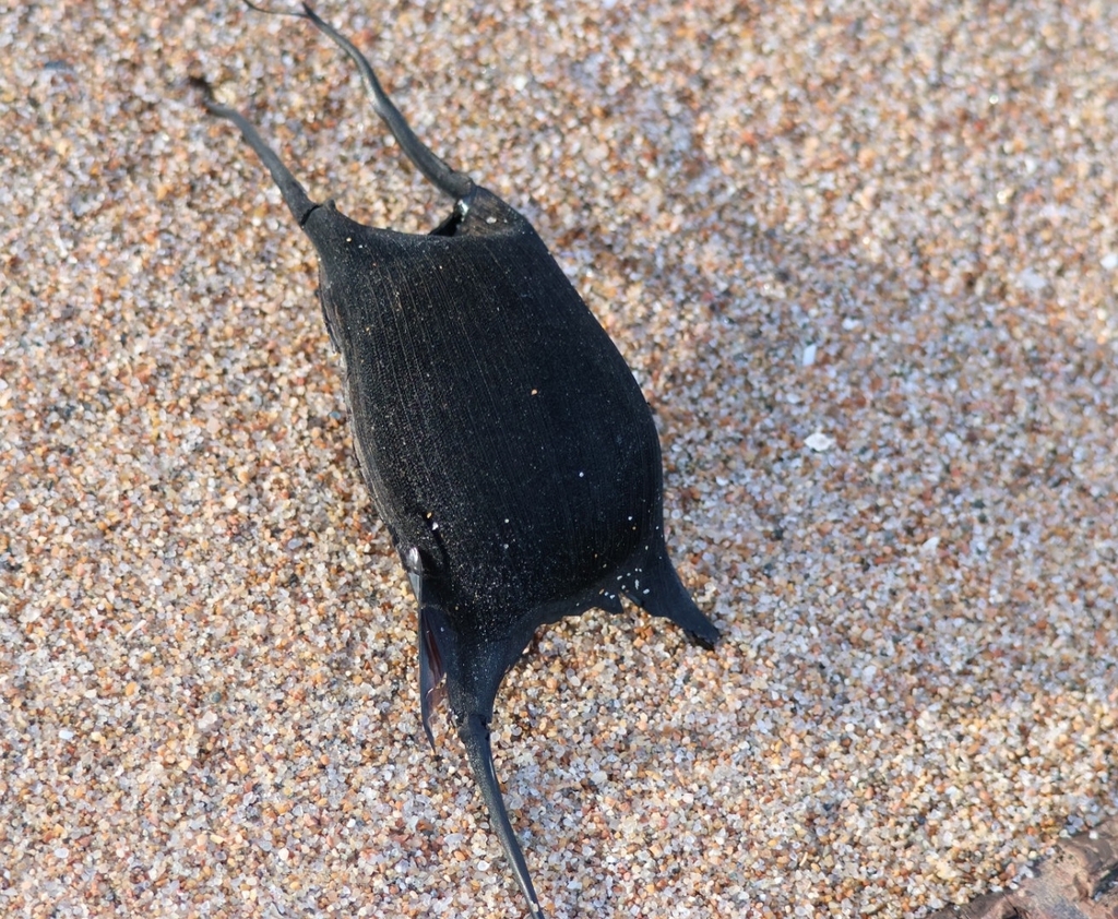 Sterrog (Amblyraja radiata) — Rajidae