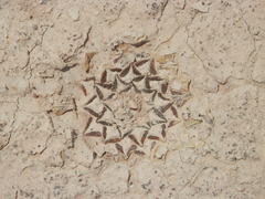 Ariocarpus kotschoubeyanus