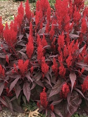 Celosia argentea plumosa