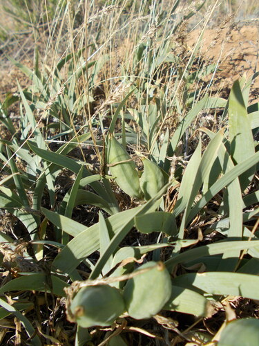 Iris scariosa, photograph 4