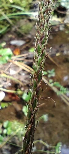 Hook sedge (Carex delacosta)